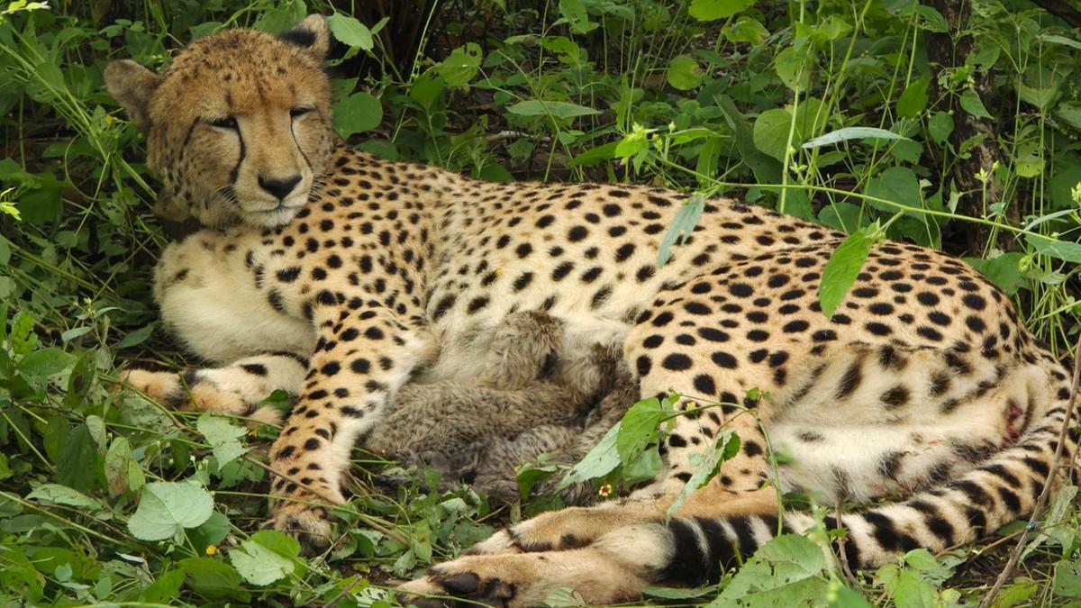India-born cheetah gives birth to five cubs in Madhya Pradesh&rsquo;s Kuno National Park