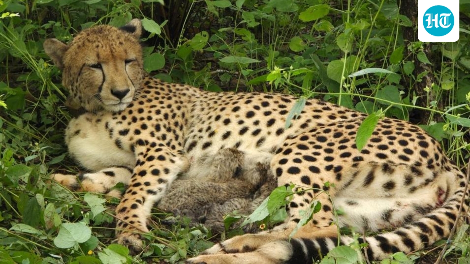 Indian-born Cheetah gives birth to five cubs at Kuno National Park in Madhya Pradesh, total population reaches 60